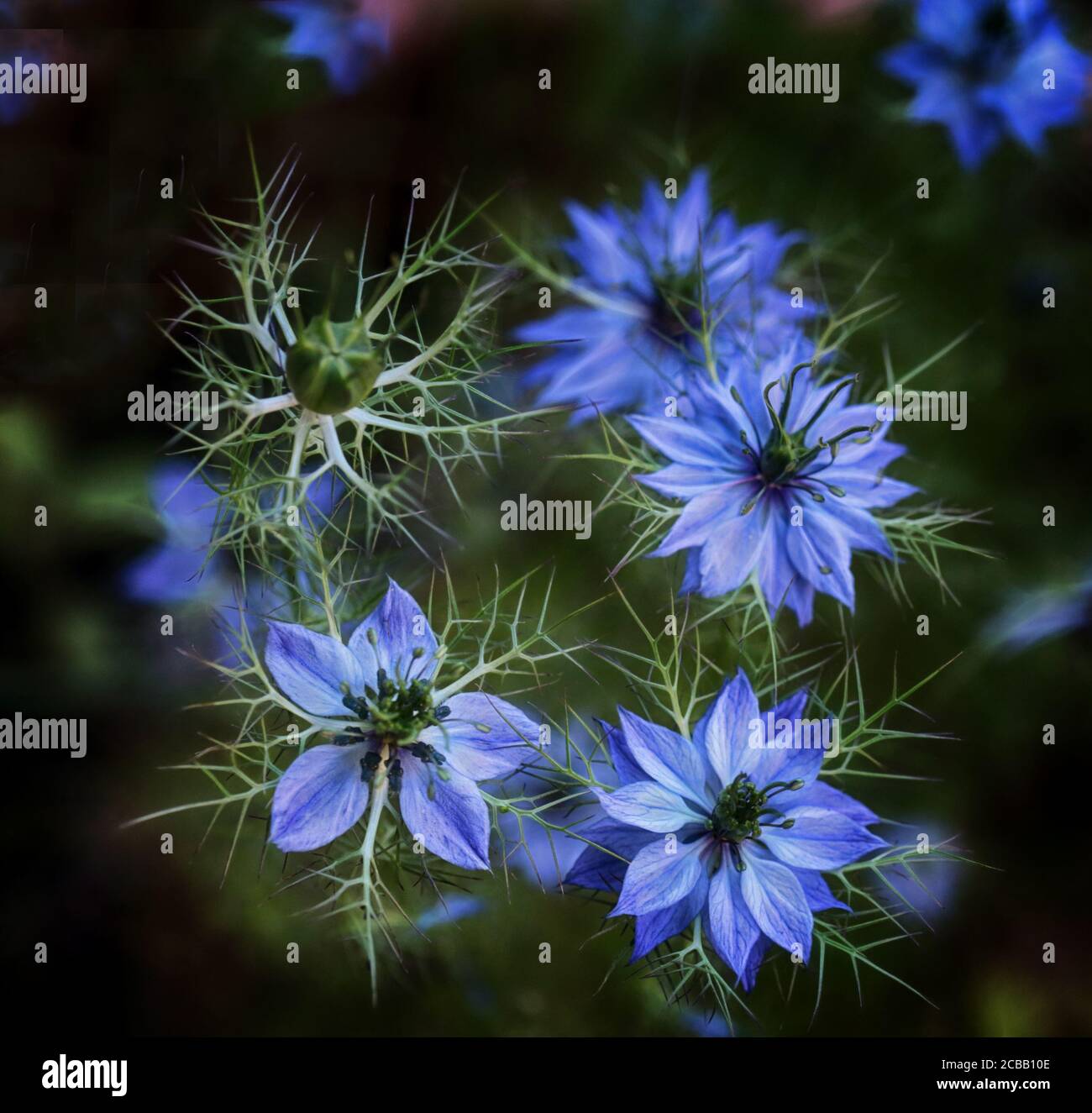 Blaue Nigella Blumenköpfe Stockfoto