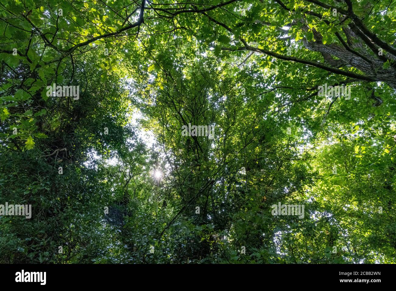 Blick in die Bäume an einem heißen Sommertag in Großbritannien. Stockfoto
