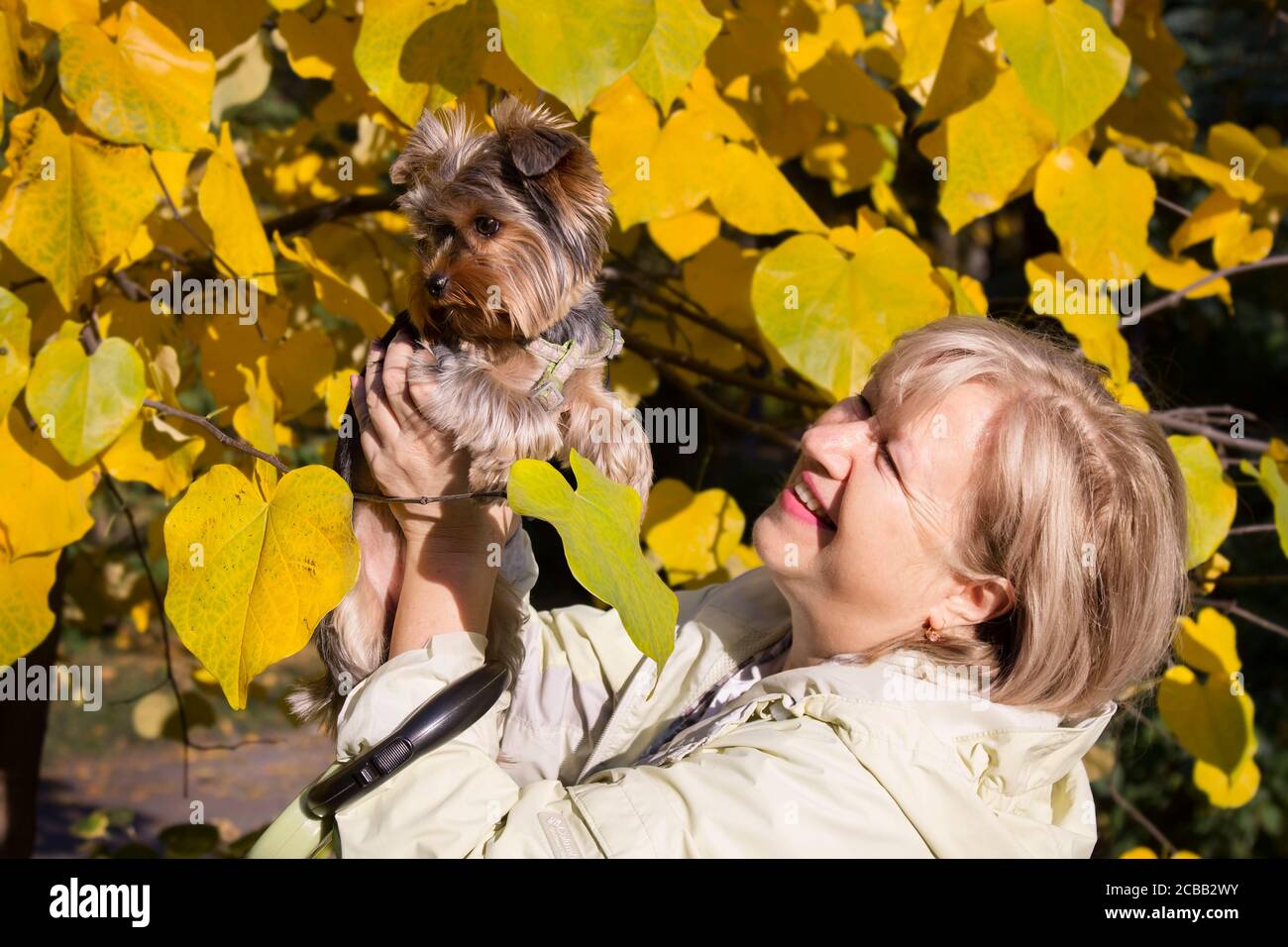 Schöne Frau mittleren Alters lachenden Aufzug Yorkshire Terrier sind im Herbst Park zu Fuß. Stockfoto