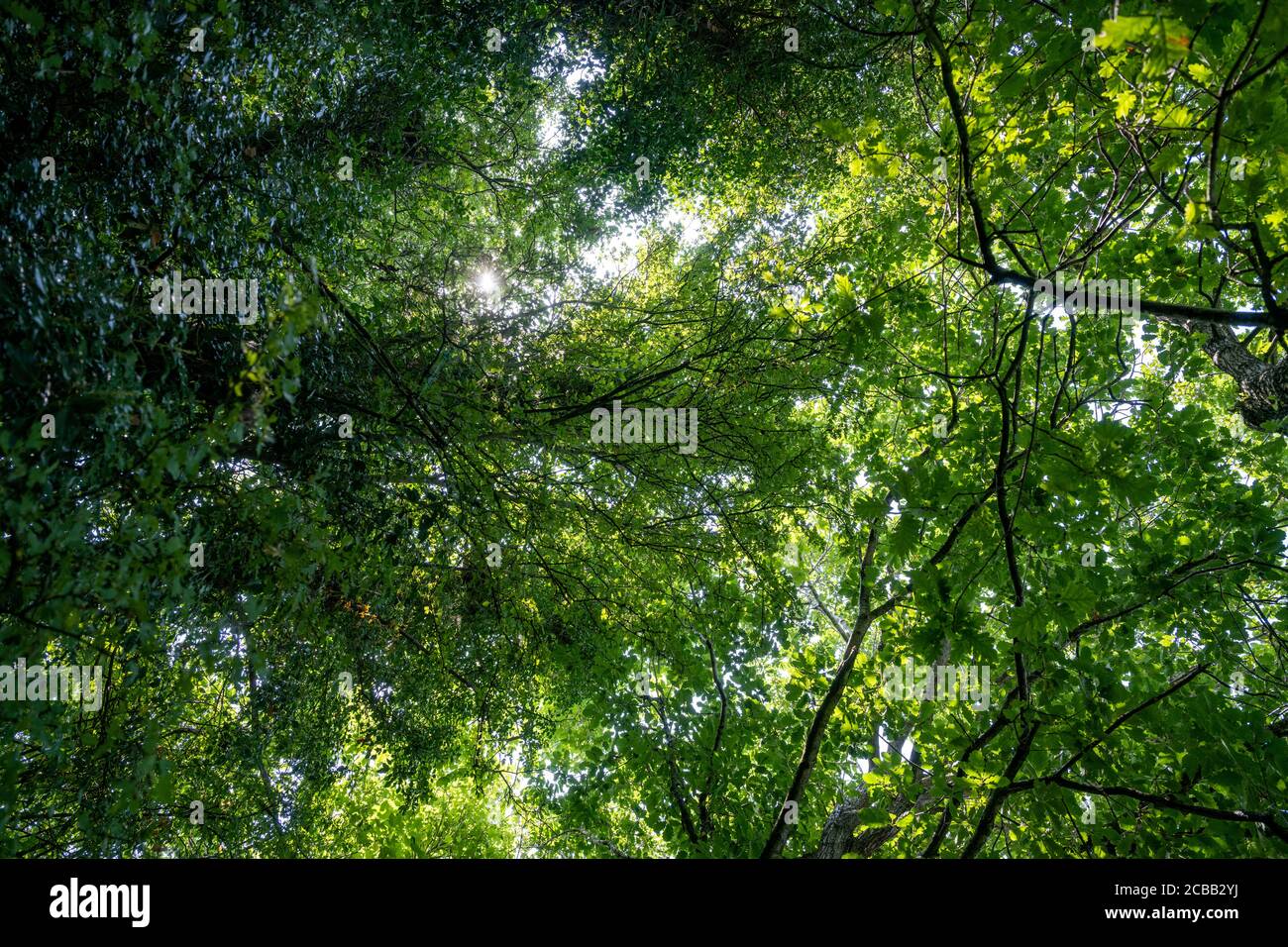 Blick in die Bäume an einem heißen Sommertag in Großbritannien. Stockfoto