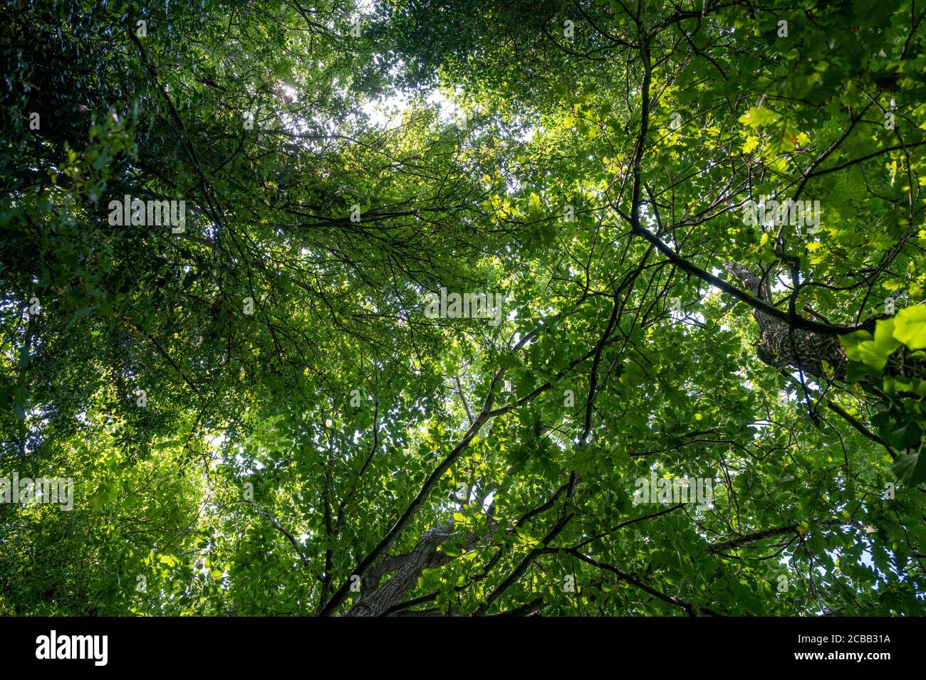 Blick in die Bäume an einem heißen Sommertag in Großbritannien. Stockfoto