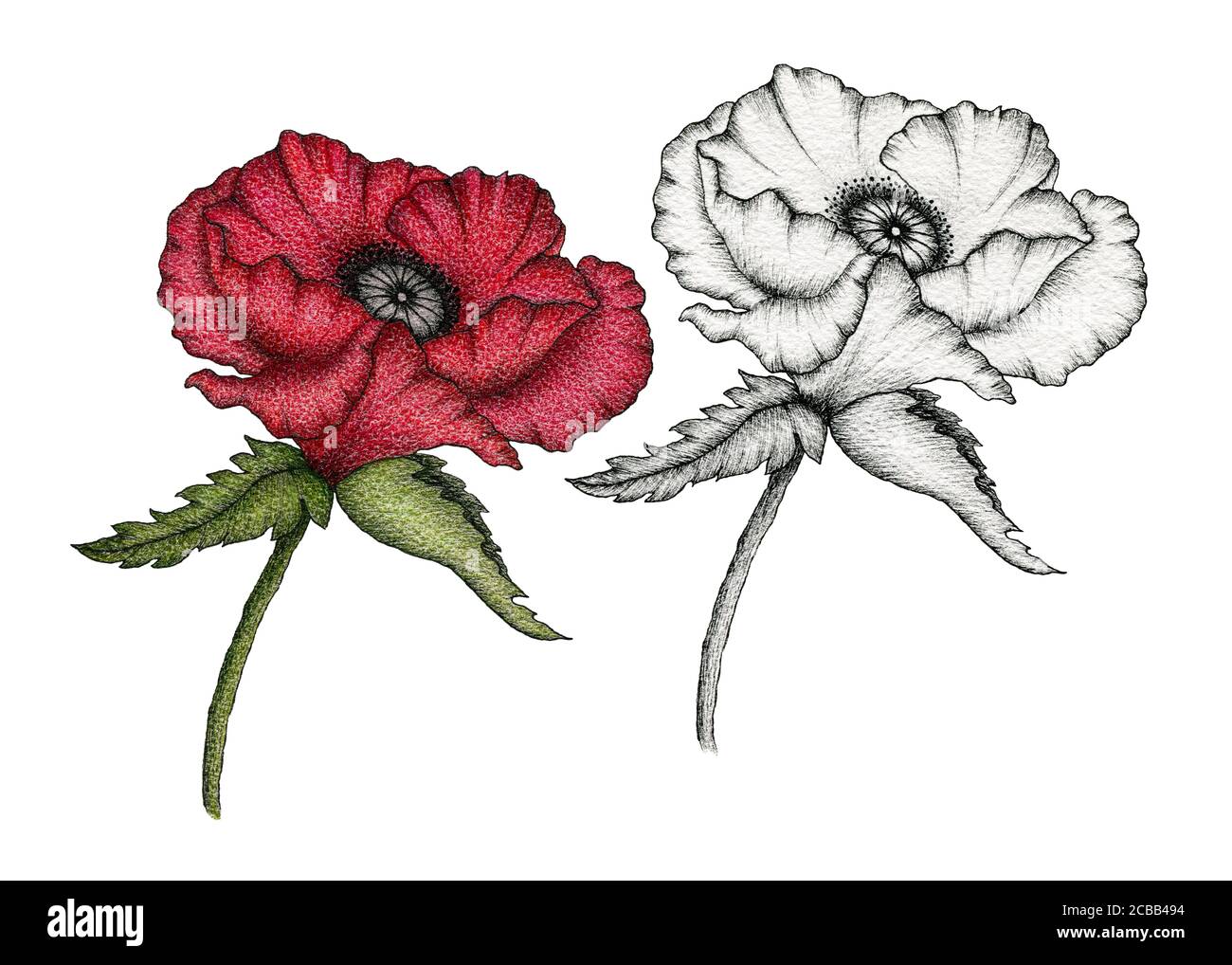 Vintage rot Mohnblume und Tinte Mohnzeichnung, botanische handgezeichnete Illustration mit realistischen Mohnblumen isoliert auf weiß, Mohnblüten floralen Set Stockfoto