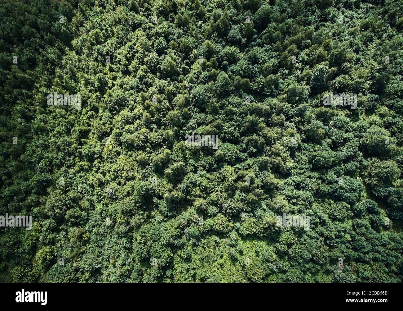 Green Forest Textur Hintergrund Antenne über Draufsicht Stockfoto