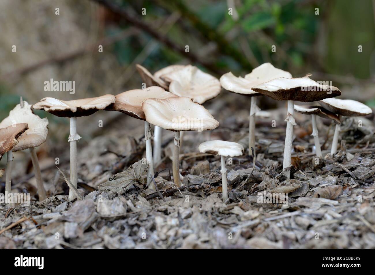 Pilze auf Blattstreu Stockfoto