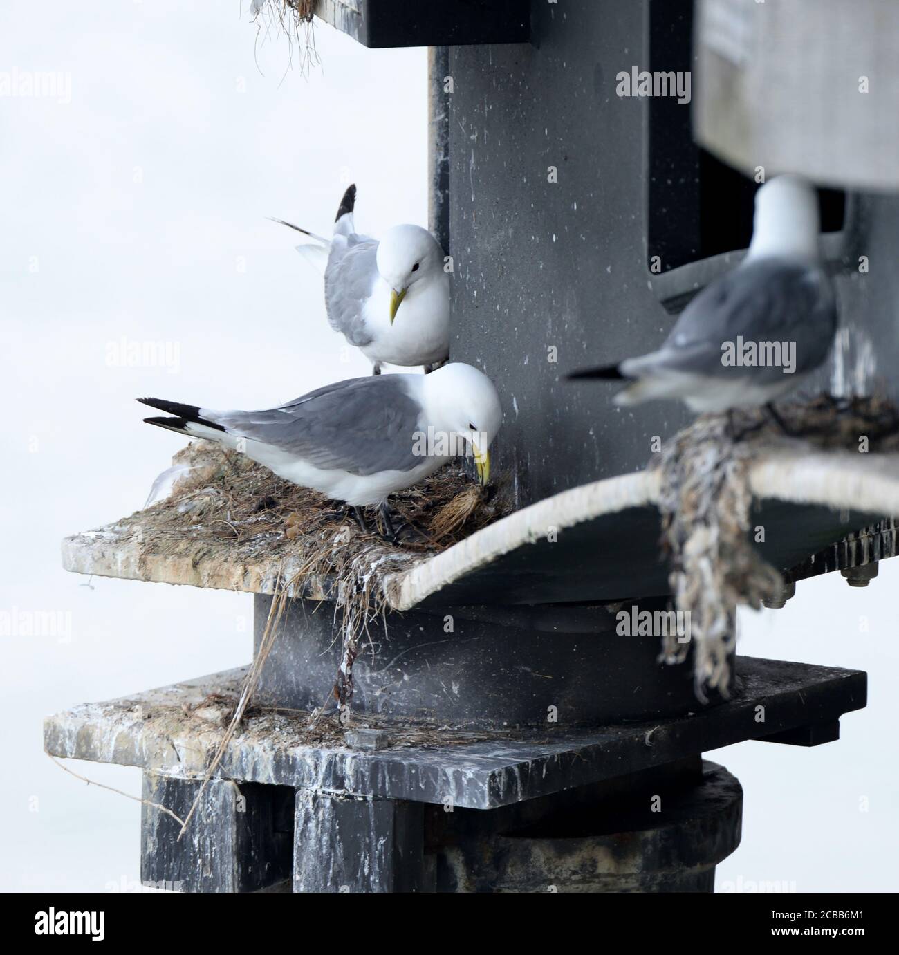 Nistende Kittiwakes auf den Pfählen von Mumbles Pier gewählt haben Ein prekärer Ort, aber einer, der vor Raubtieren sicher ist Stockfoto