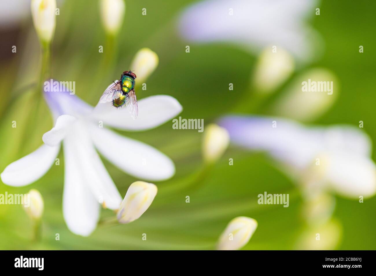 Einzelblüten von Aganpanthus 'Queen Mom', farbig Blau und Weiß mit Staubgefäßen, mit irisierender Fliege sichtbar Stockfoto