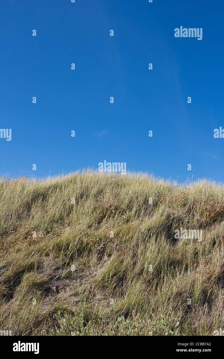 Blick auf getrocknetes Gras und Vegetation in Lepe Beach Süd-Großbritannien mit blauem Himmel als Hintergrund. Stockfoto