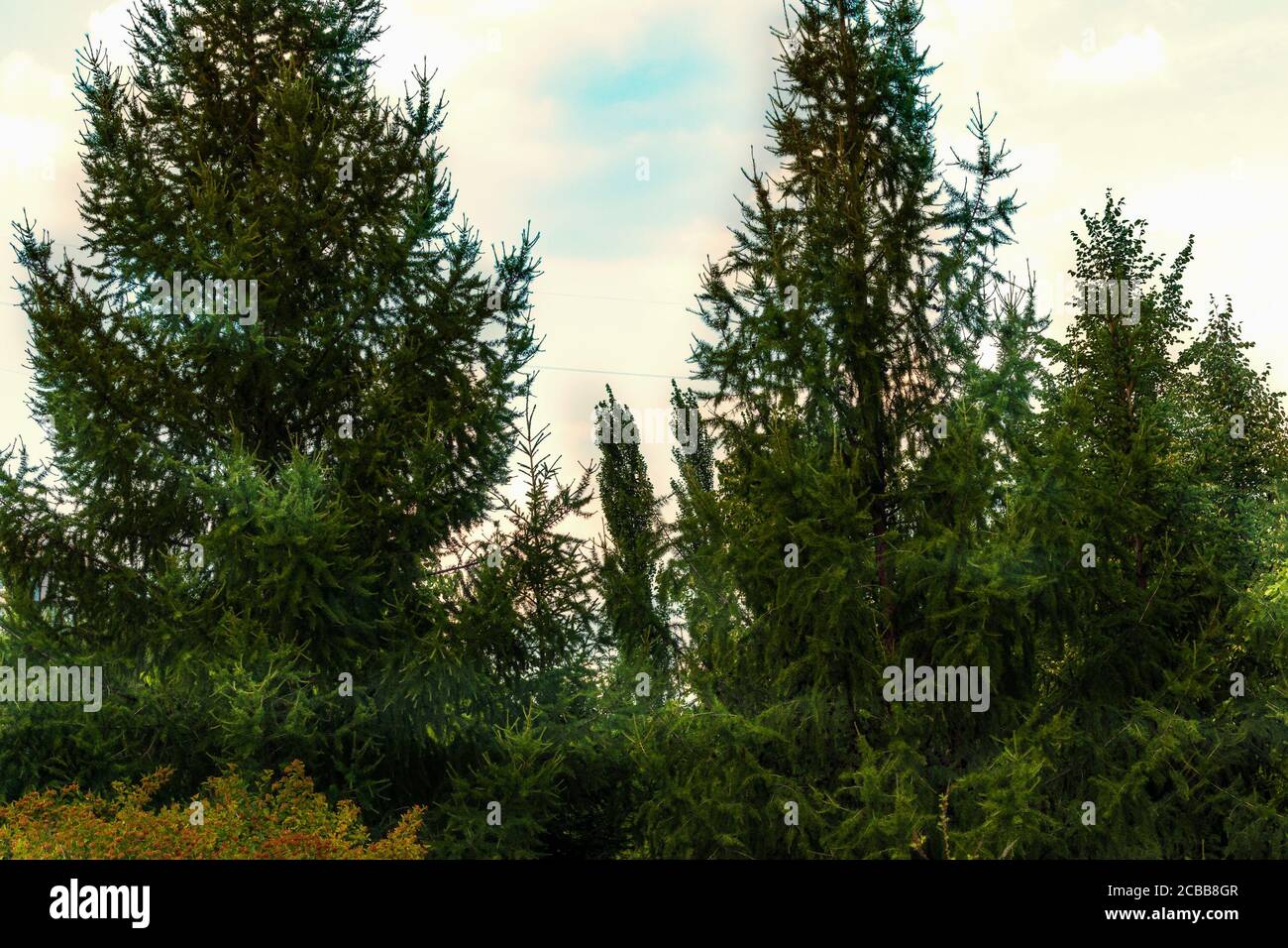 Schönheit in der Natur, die Gipfel der Thuvlin Bäume am Himmel. Das Foto wurde im Botanischen Garten Tscheljabinsk aufgenommen. Stockfoto