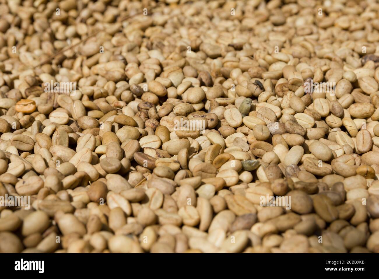 Viele balinesische Luwak Kaffeebohnen Stockfoto