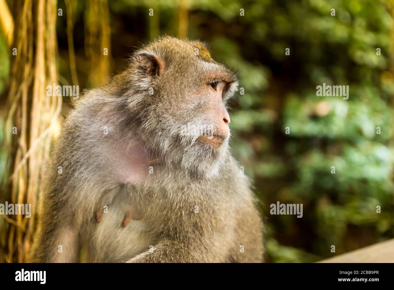 Affe in einem Wald in Bali, Indonesien Stockfoto
