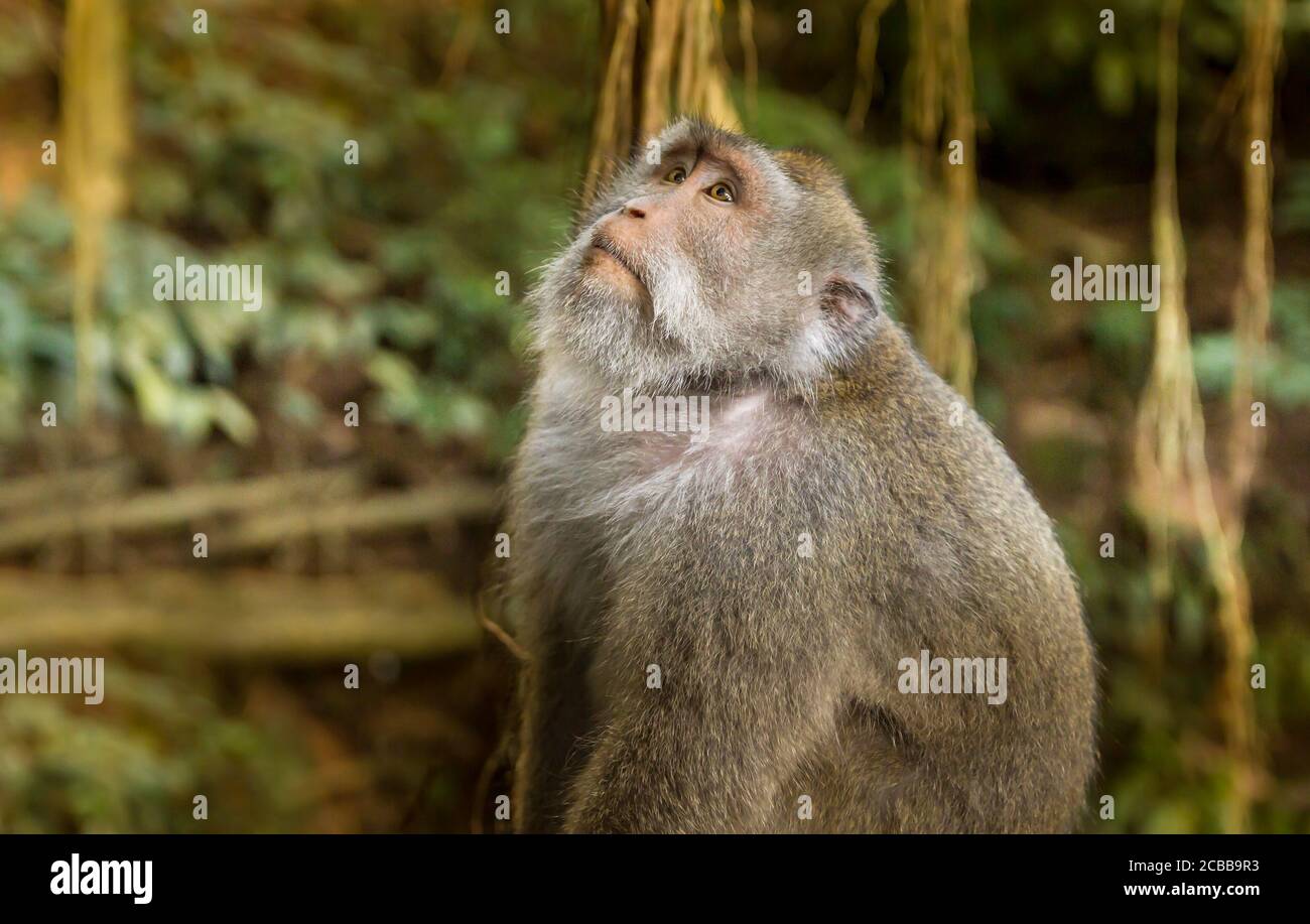 Affe in einem Wald in Bali, Indonesien Stockfoto