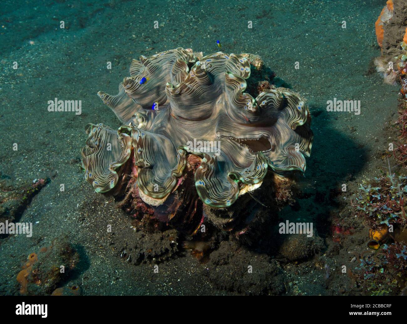 Riesenmuschel, Tridacna gigas, auf sandigem Meeresgrund, Tulamben, Bali, indonesien Stockfoto