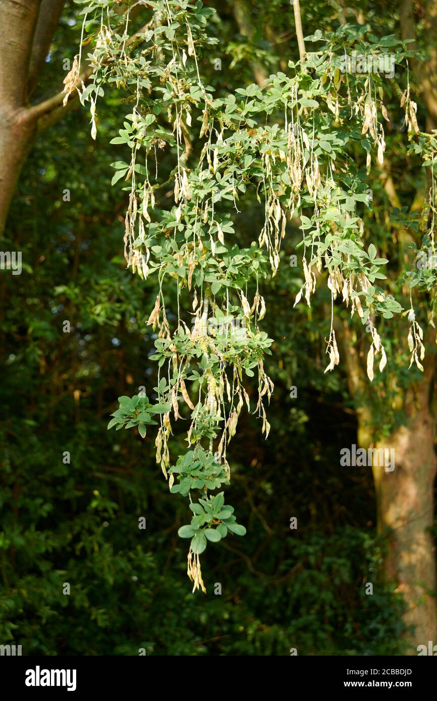 Laburnum Samen Schoten auf dem Baum, Sommer, in einem englischen Garten, East Yorkshire, England, UK, GB. Stockfoto