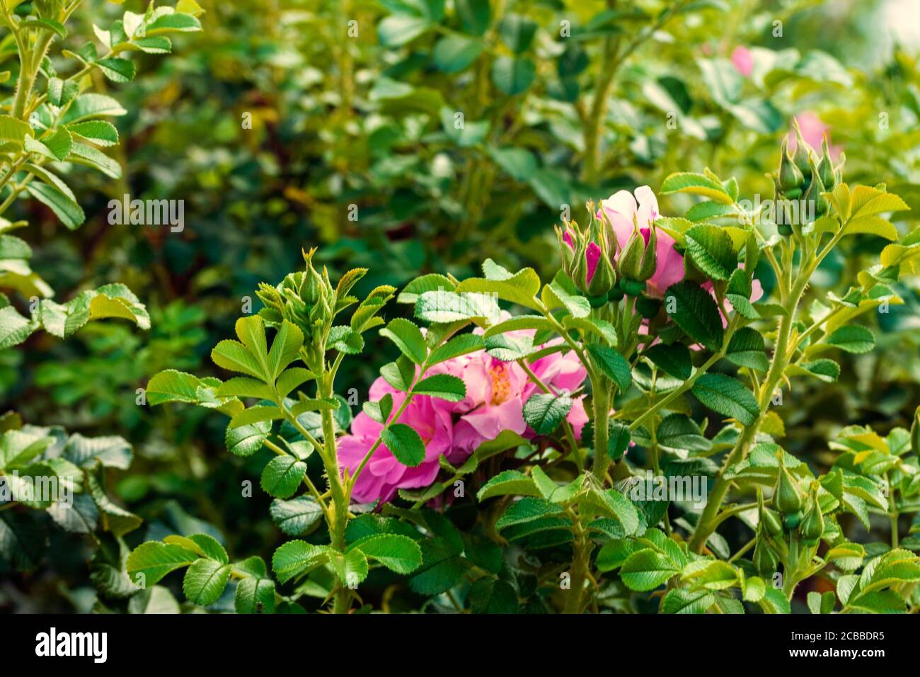 Schönheit in der Natur. Blume zwischen den grünen Blättern. Das Foto wurde im Botanischen Garten Tscheljabinsk aufgenommen. Stockfoto
