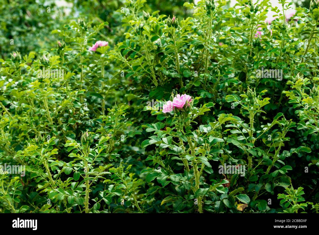 Schönheit in der Natur. Blume zwischen den grünen Blättern. Das Foto wurde im Botanischen Garten Tscheljabinsk aufgenommen. Stockfoto