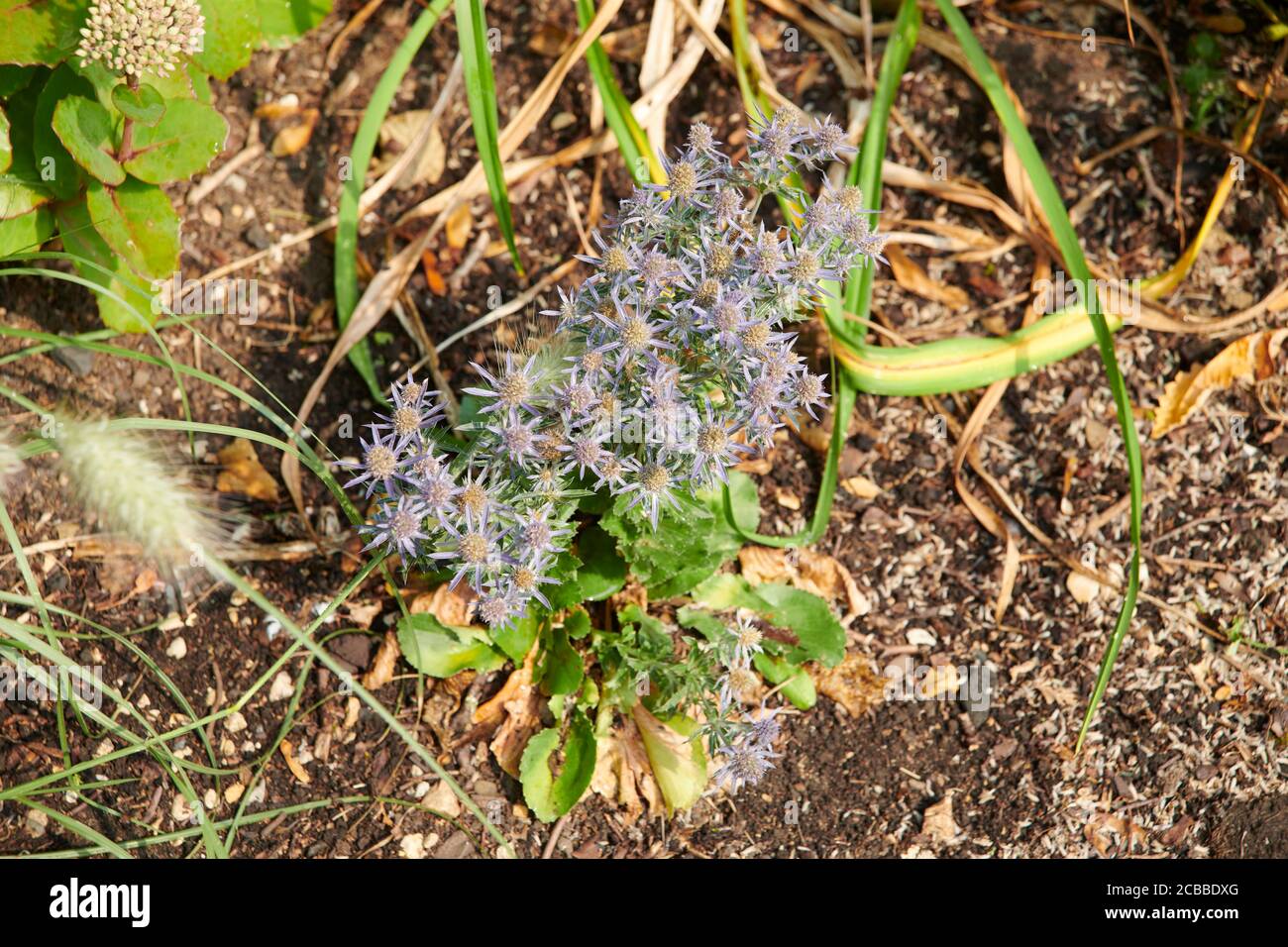 Blauer Eryngo oder flacher Seetaucher (Eryngium planum) Stockfoto