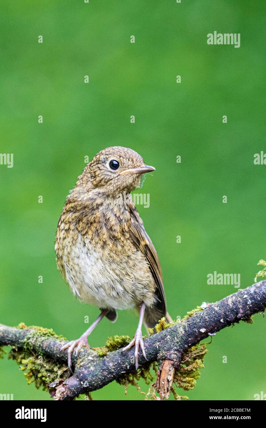 Junge Rotkehlchen in der Mitte von Wales Sommersonne Stockfoto