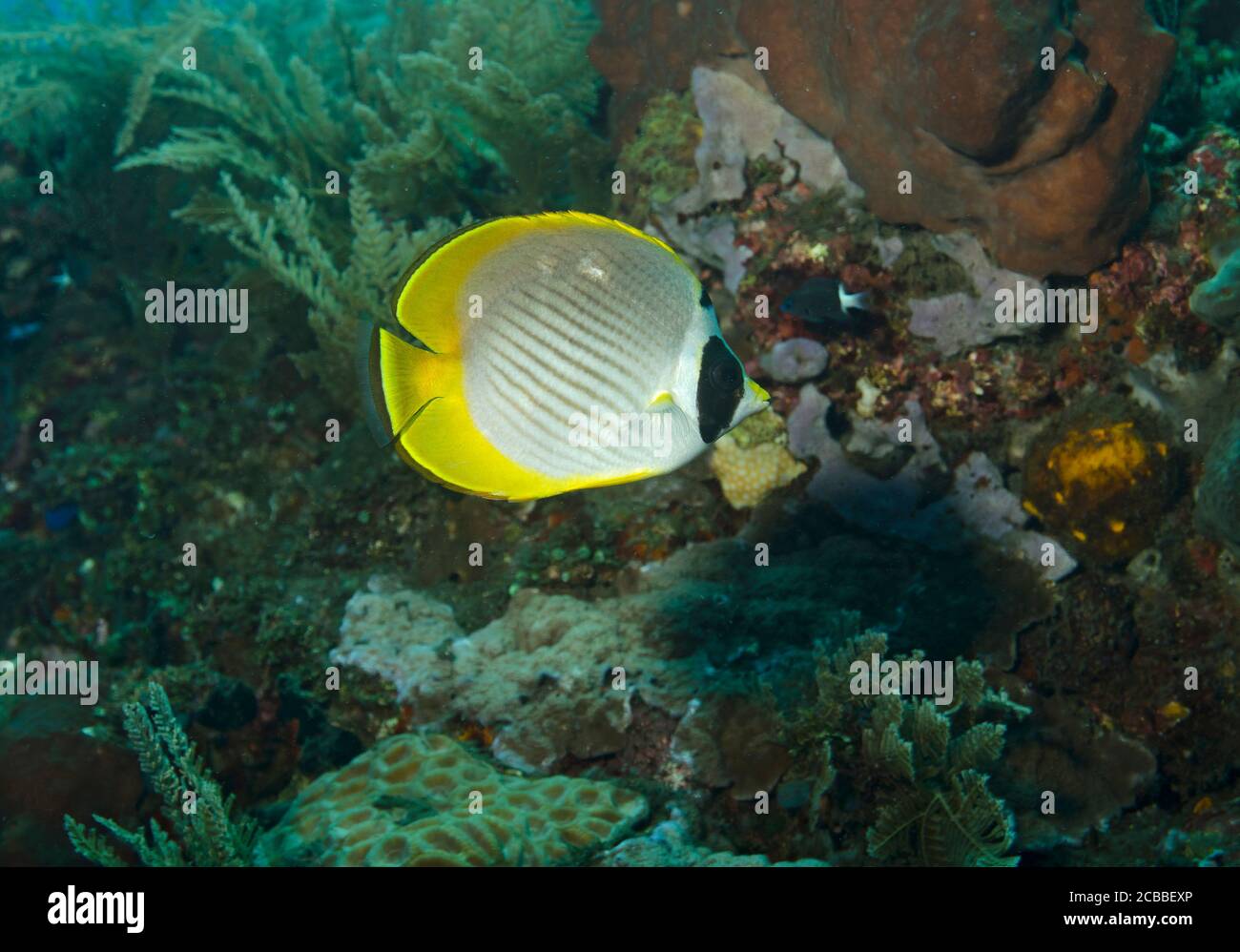 Panda Butterflyfish, Chaetodon adiergastos, am Riff, Tulamben, Bali, Indonesien, Stockfoto