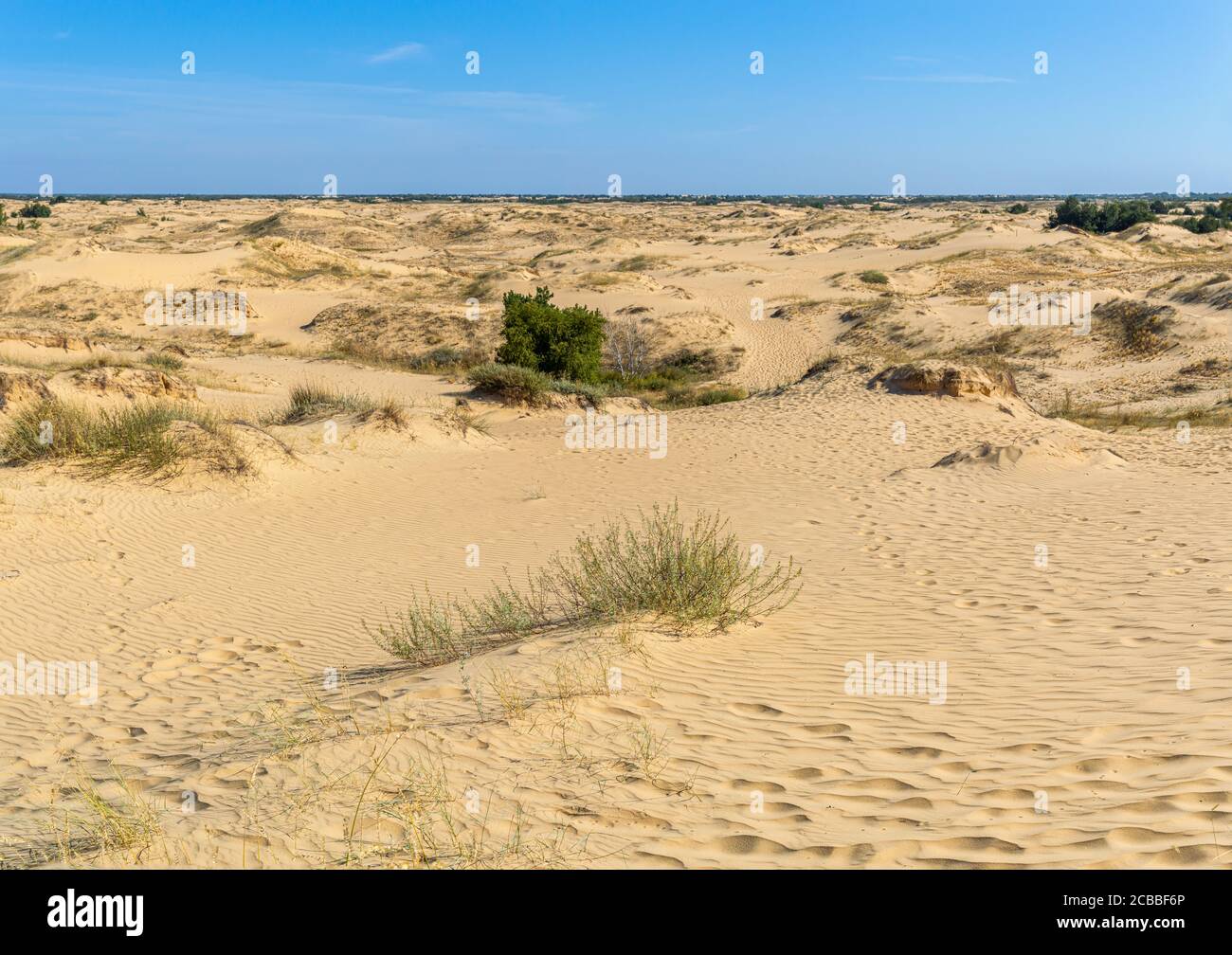 Panoramablick auf Oleschky Sands am blauen Himmel in der Cherson Region in der Ukraine, der größten Wüste Europas. Horizontale Aufnahme. Stockfoto