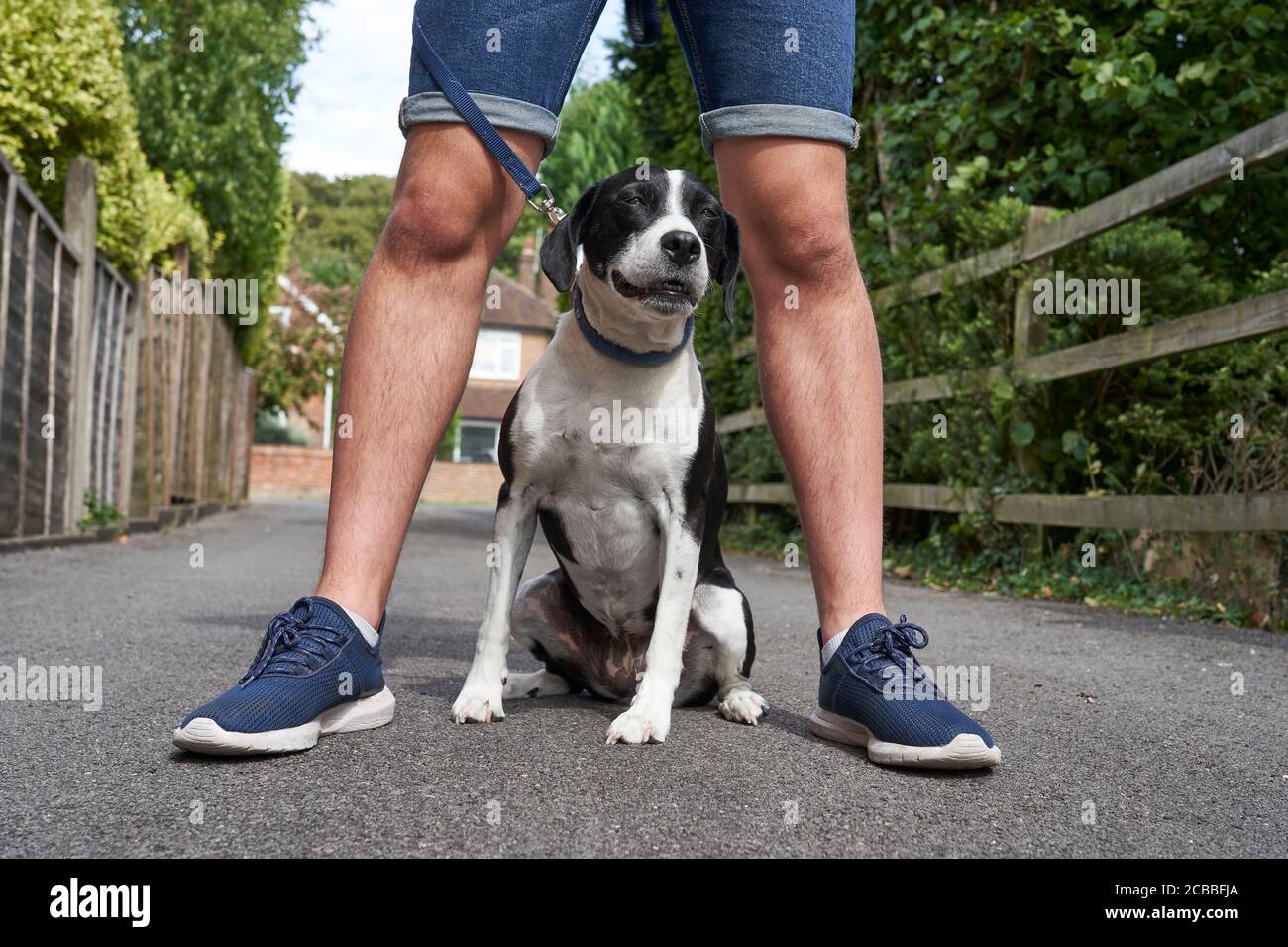 Mongrel Haustier Hund sitzt zwischen den Beinen des Besitzers Stockfoto