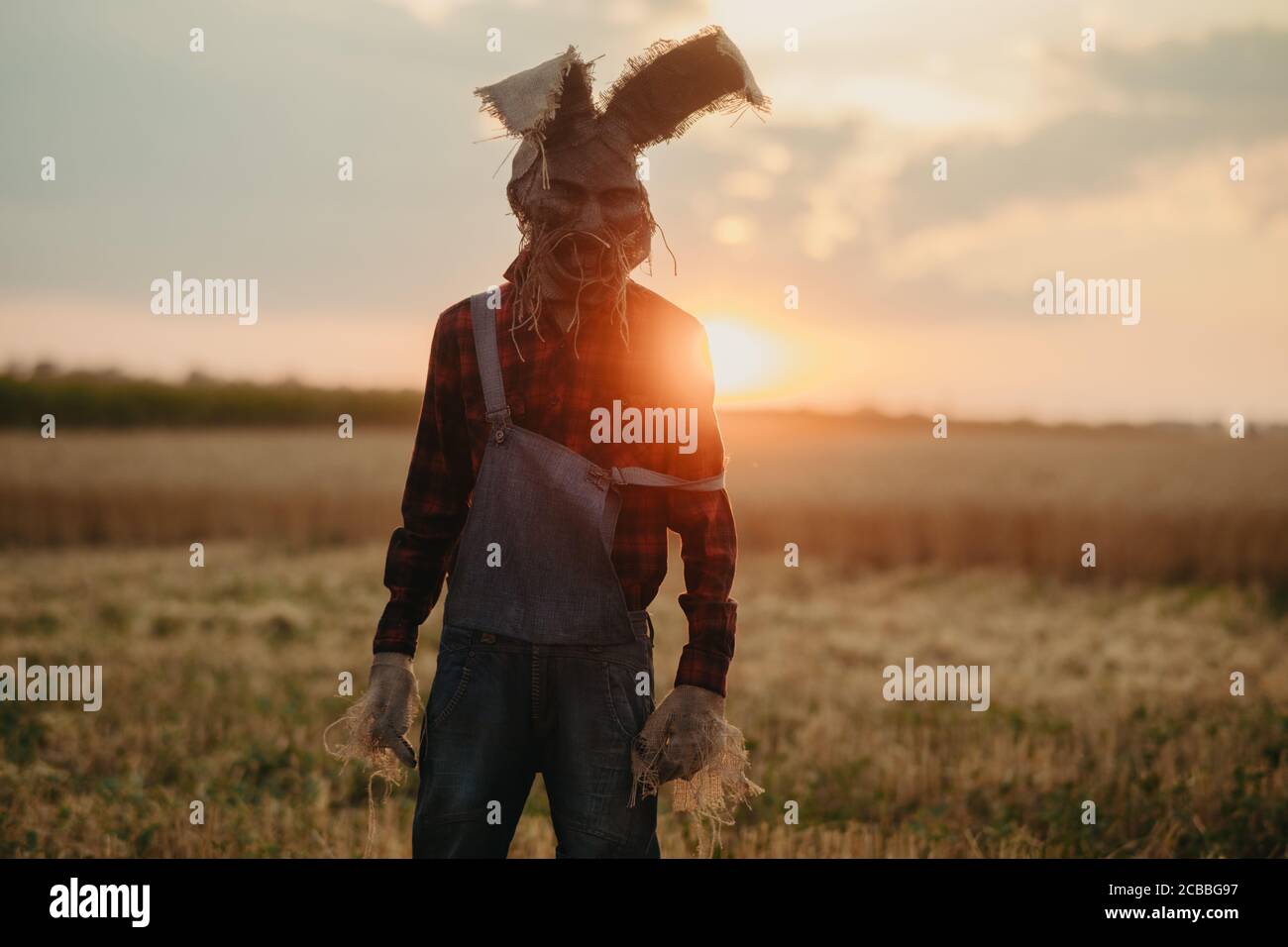 Mann im Bild des Zauberers im Hut mit Kaninchenohren steht zwischen Weizenfeld gegen Sonnenuntergang Himmel. Stockfoto