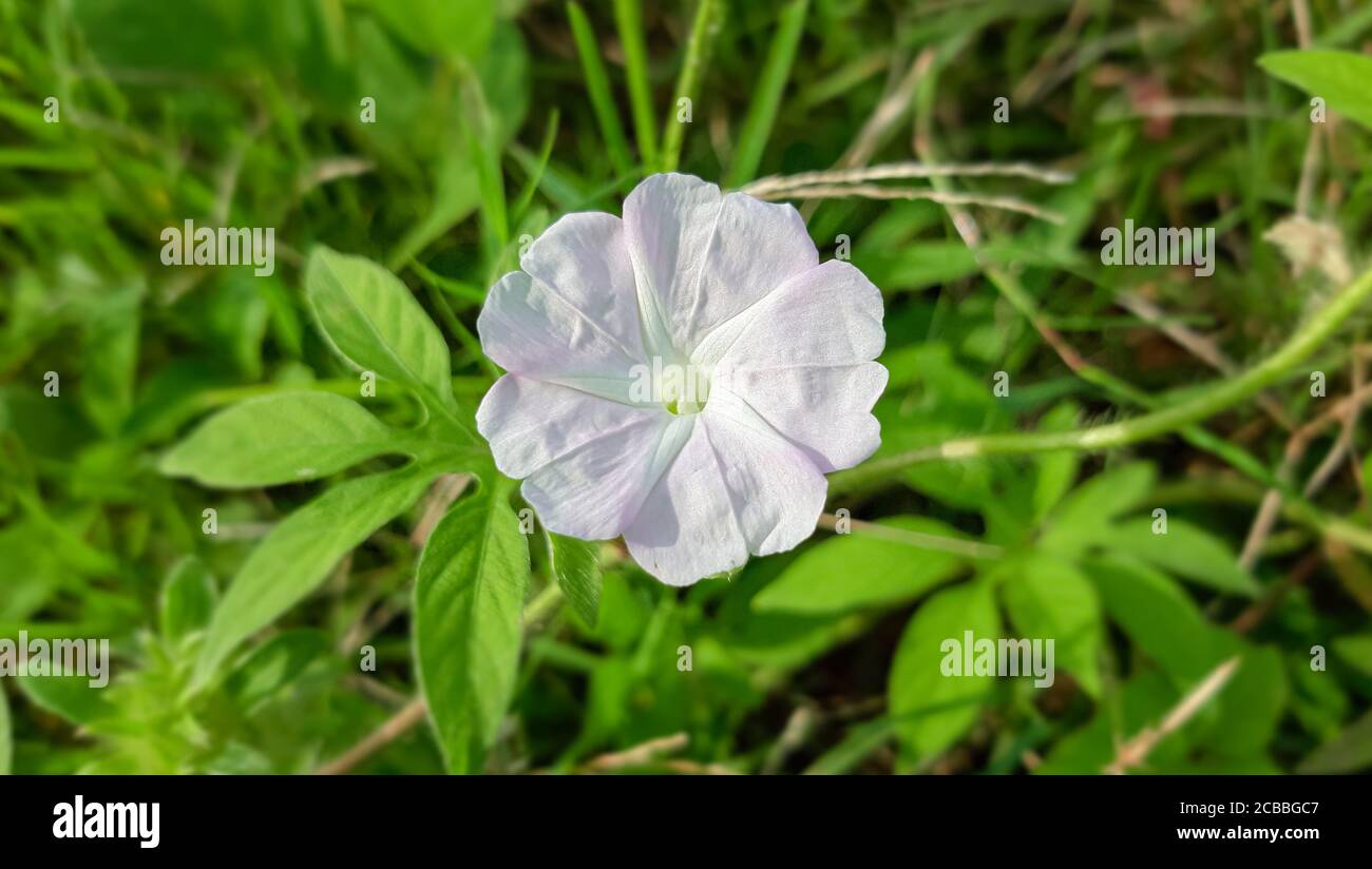 Schöne weiße und rosa Mondblume mit grünem Hintergrund. Stockfoto