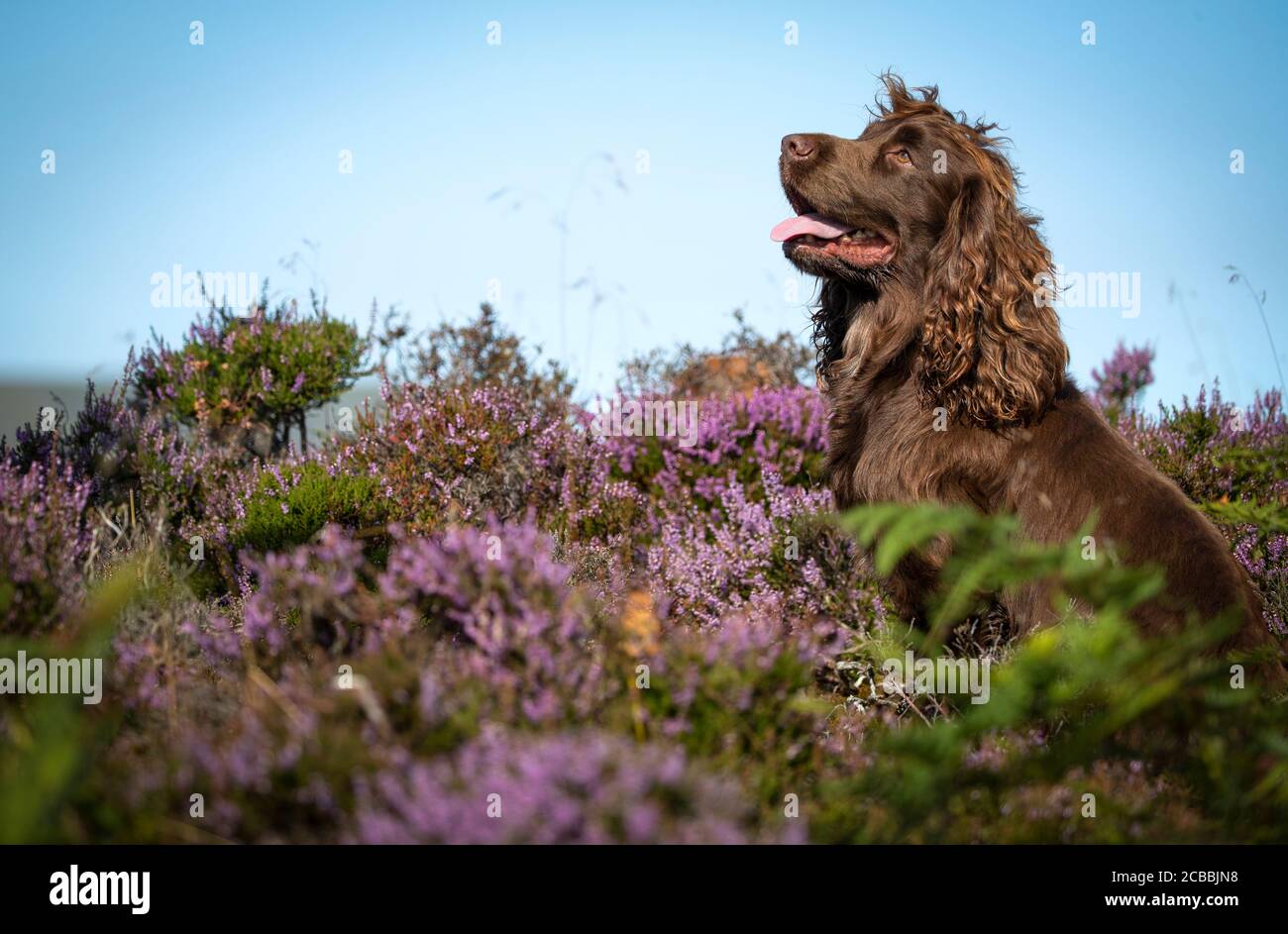 Mylo der Hund, Teil der Schießparty auf den Mooren auf dem Rottal Estate in Glen Clova, bei Kirriemuir, Angus, als der glorreiche 12., der offizielle Beginn der Rottenhuhnschießsaison, anfängt. Stockfoto