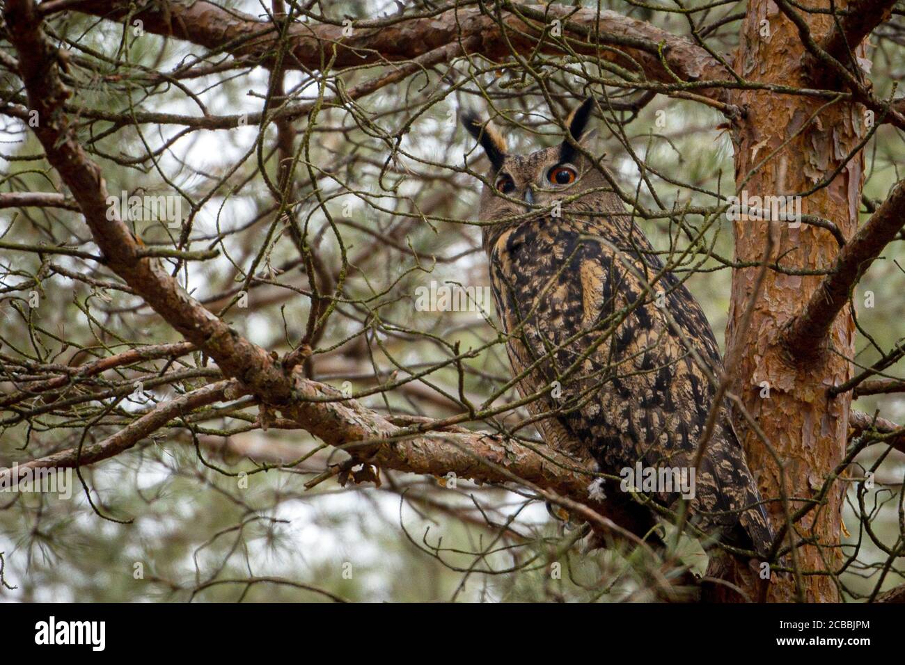Potsdam, Deutschland. Mai 2020. Eine Adlereule beobachtet die Umgebung im Potsdamer Wald. Dieser Dämmerung- und Nachtvogel ist in Brandeburg sehr selten. Umso überraschender ist es, ihn in einem Waldgebiet in der Landeshauptstadt zu begegnen. Quelle: Ingolf König-Jablonski/dpa-Zentralbild/ZB/dpa/Alamy Live News Stockfoto