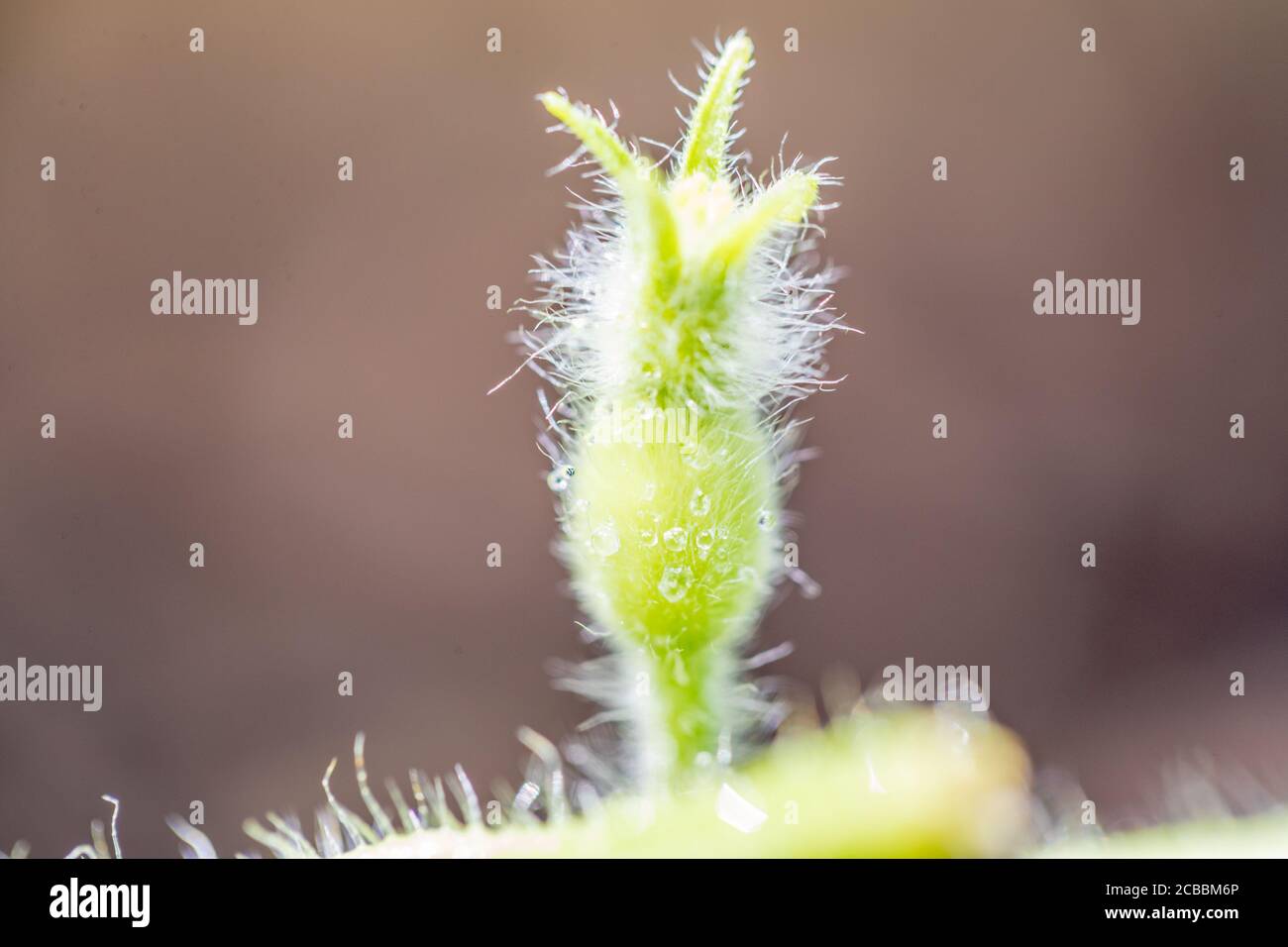 Bio-Cantaloupe im Garten. - Bild Stockfoto