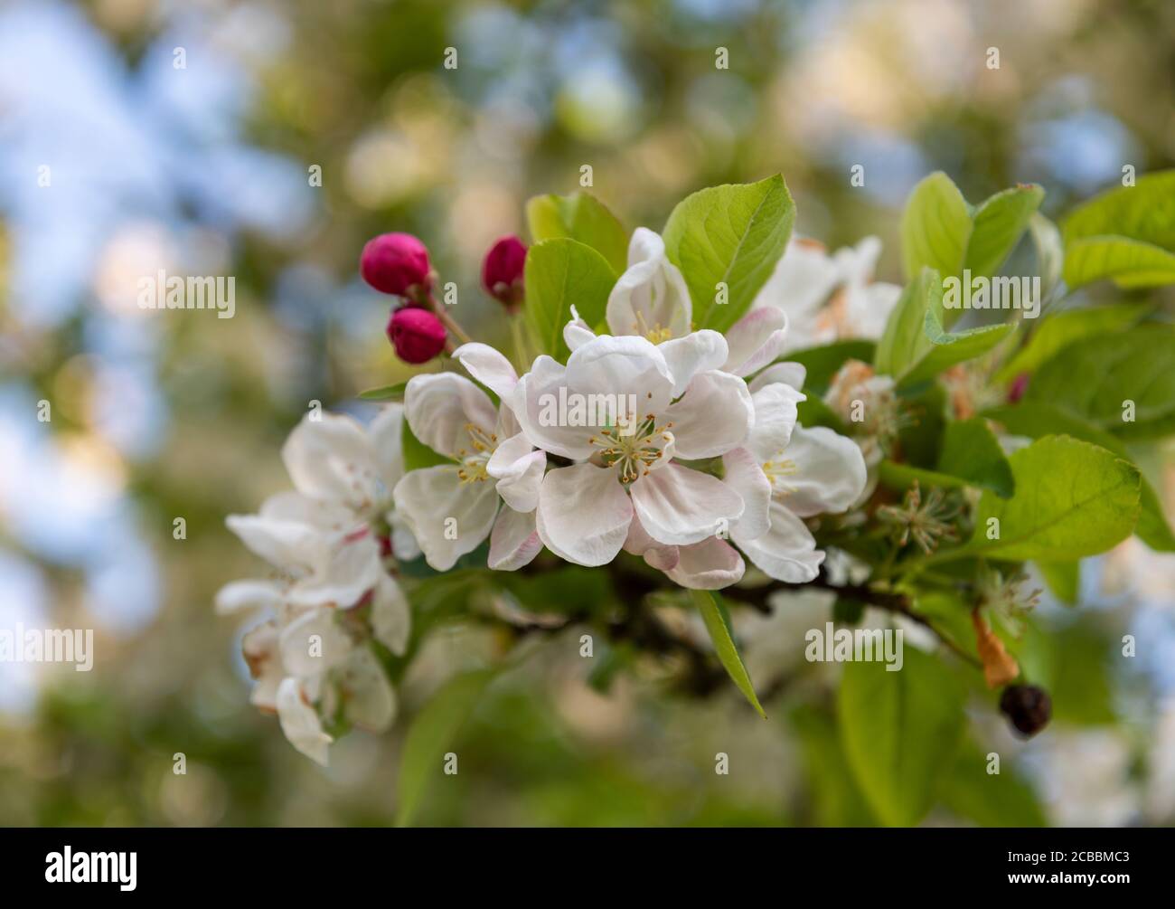 Nahaufnahme der weißen Blüte des Krabbenapfels Malus 'Evereste'. Cluster von neuen Blüten und tiefrosa Knospen auf Baum Zweig im Frühjahr. Verschwommenes Laub dahinter. Stockfoto