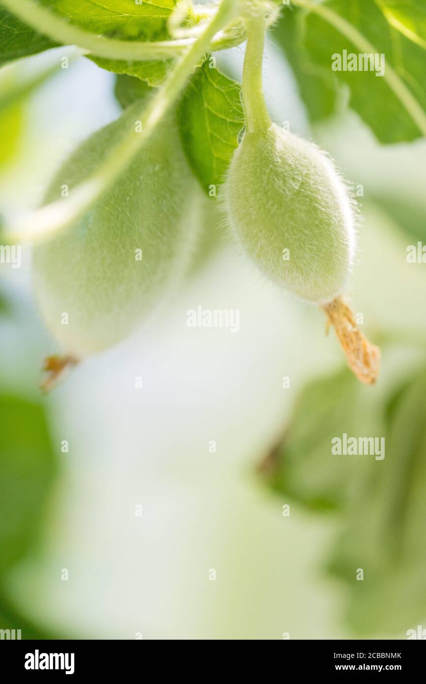 Bio-Cantaloupe im Garten. - Bild Stockfoto