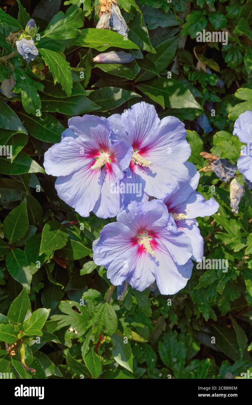 Nahaufnahme eines blühenden Hibiskus, var: Blue Bird Stockfoto