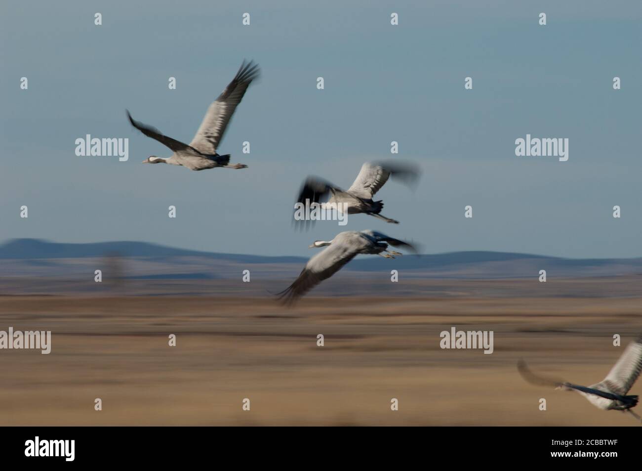 Gewöhnliche Kraniche Grus grus im Flug. Bildunschärfe, um Bewegungen zu suggerieren. Gallocanta Lagoon Natural Reserve. Aragon. Spanien. Stockfoto