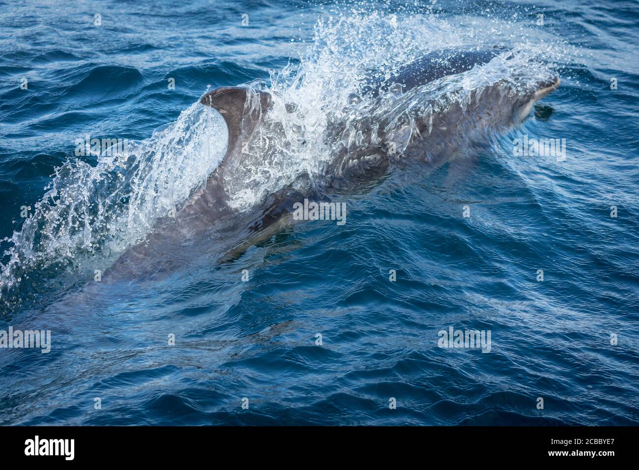 Delfine vor der irischen Küste Stockfoto