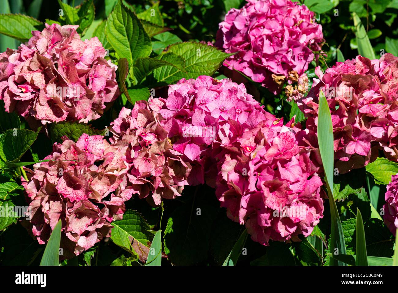Eine rosa Mophead Hortensia Stockfoto