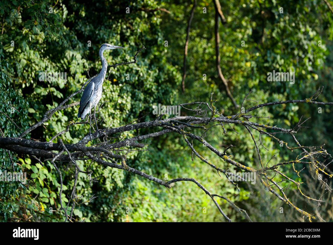 London, Großbritannien. 12. August 2020 EIN Graureiher (ardea cinerea) sitzt auf einem toten Baumzweig über dem Duke of Northumberland River, Twickenham Andrew Fosker / Alamy Live News Stockfoto