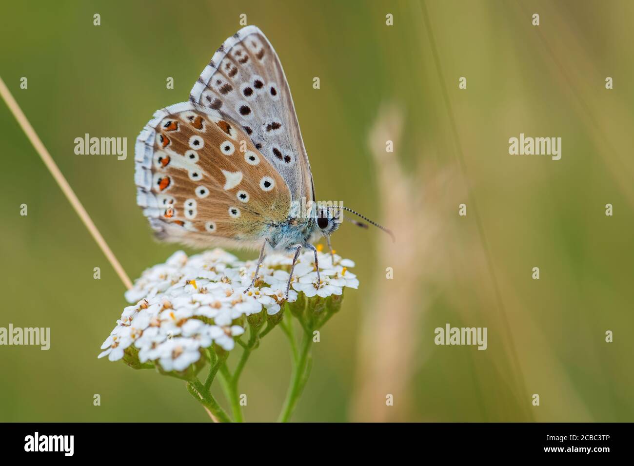 Chalk Hill Blue - Polyommatus coridon, ein schöner, farbiger Schmetterling aus europäischen Wiesen, Havraniky, Tschechische Republik. Stockfoto