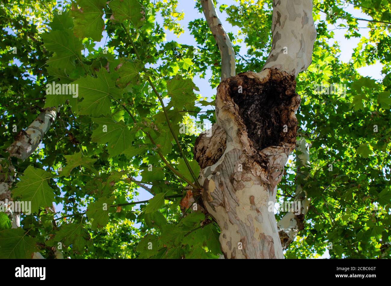 Selektiver Fokus auf einen Zweig eines Platanus x hispanica Baum mit Ceratocystis platani Krankheit Stockfoto