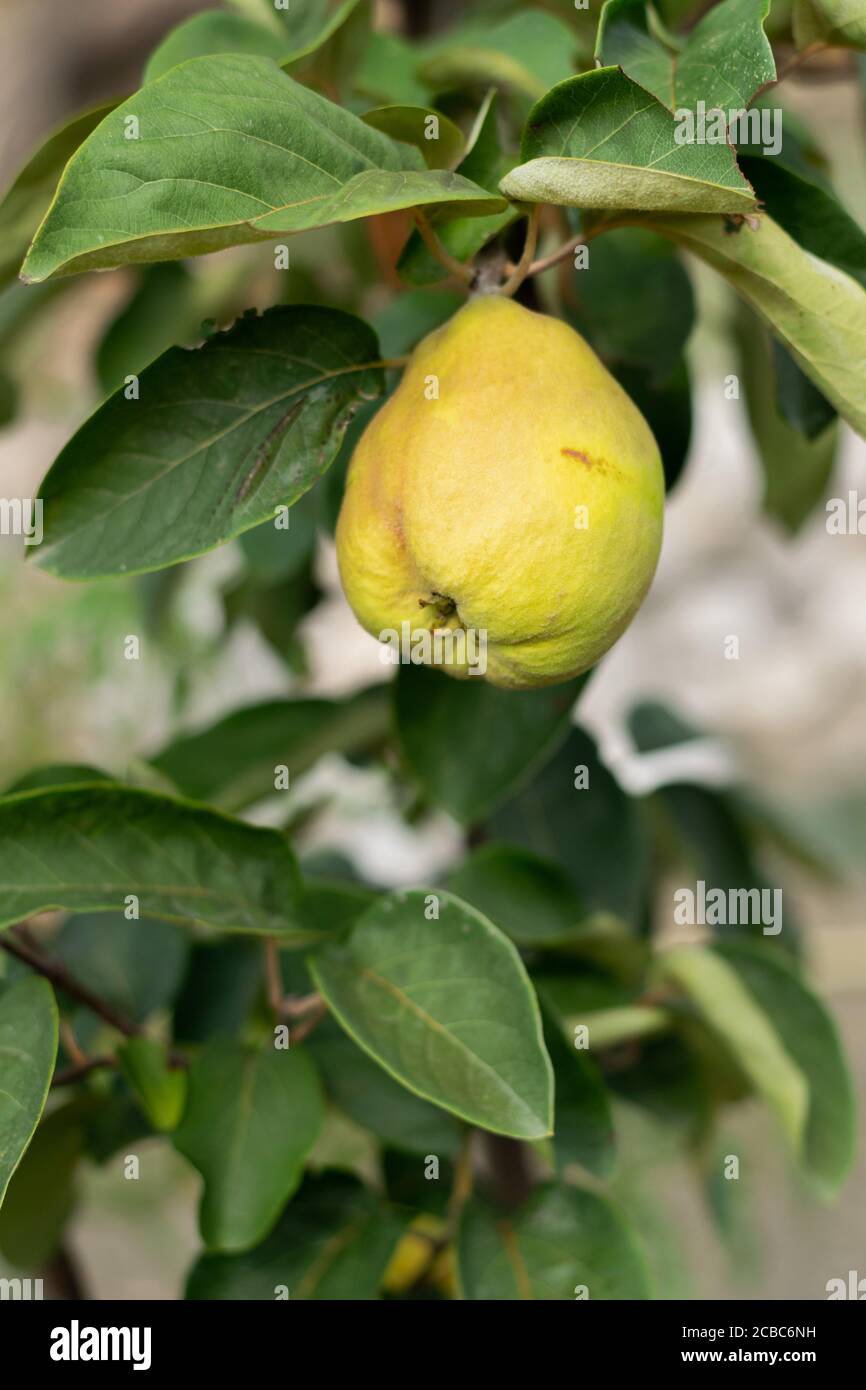 Quitte auf dem Baum, rohe Früchte, Hausanbaukonzept Stockfoto