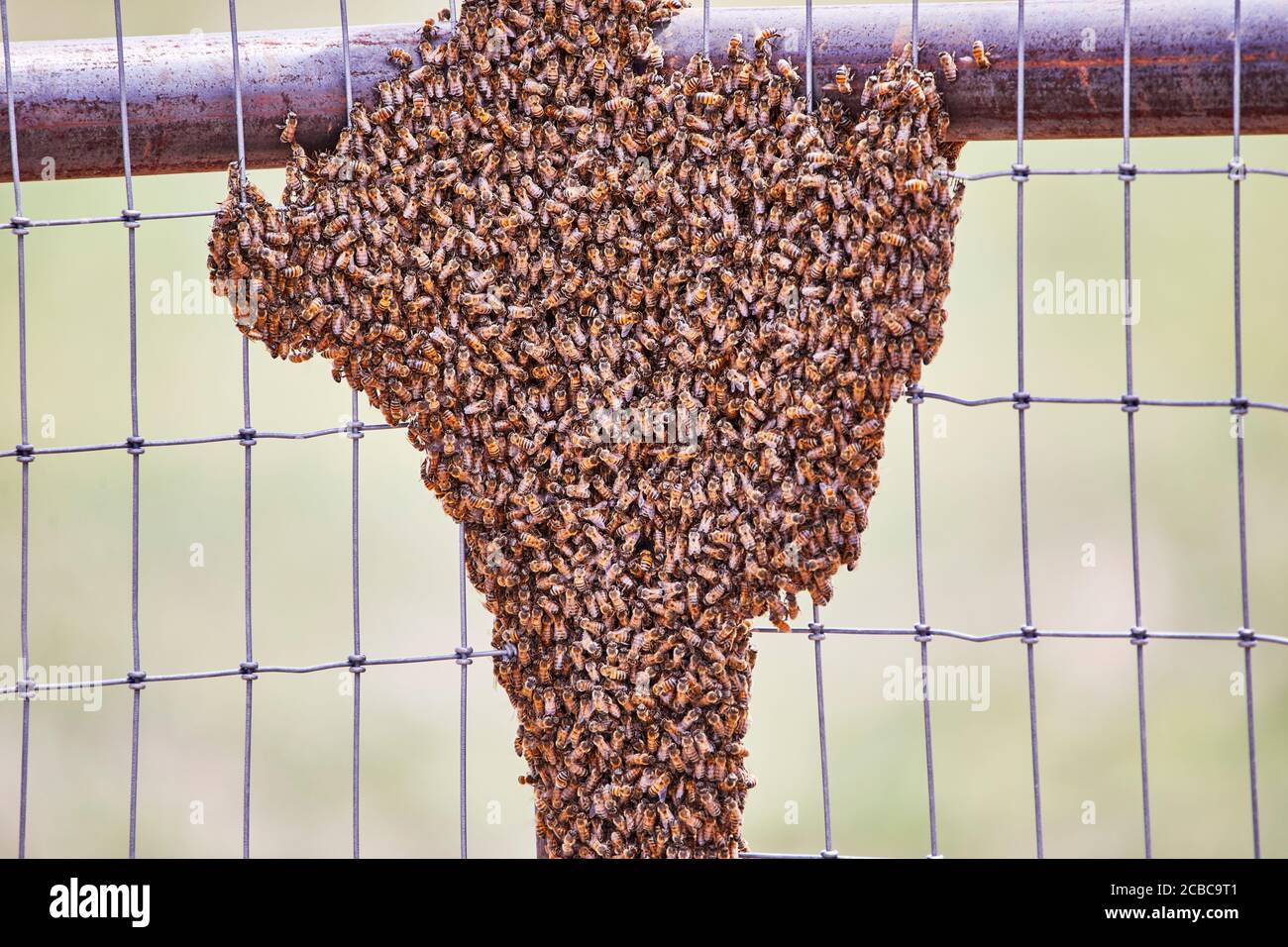 Großer Schwarm afrikanisierter Bienen auf einem Zaun Stockfoto