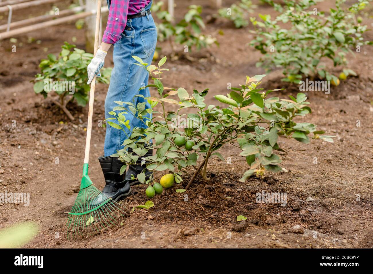 Bauer arbeitet im Garten. Nahaufnahme Seitenansicht abgeschnitten Foto. Kopieren space.free Zeit Aktivität. Lifestyle Stockfoto