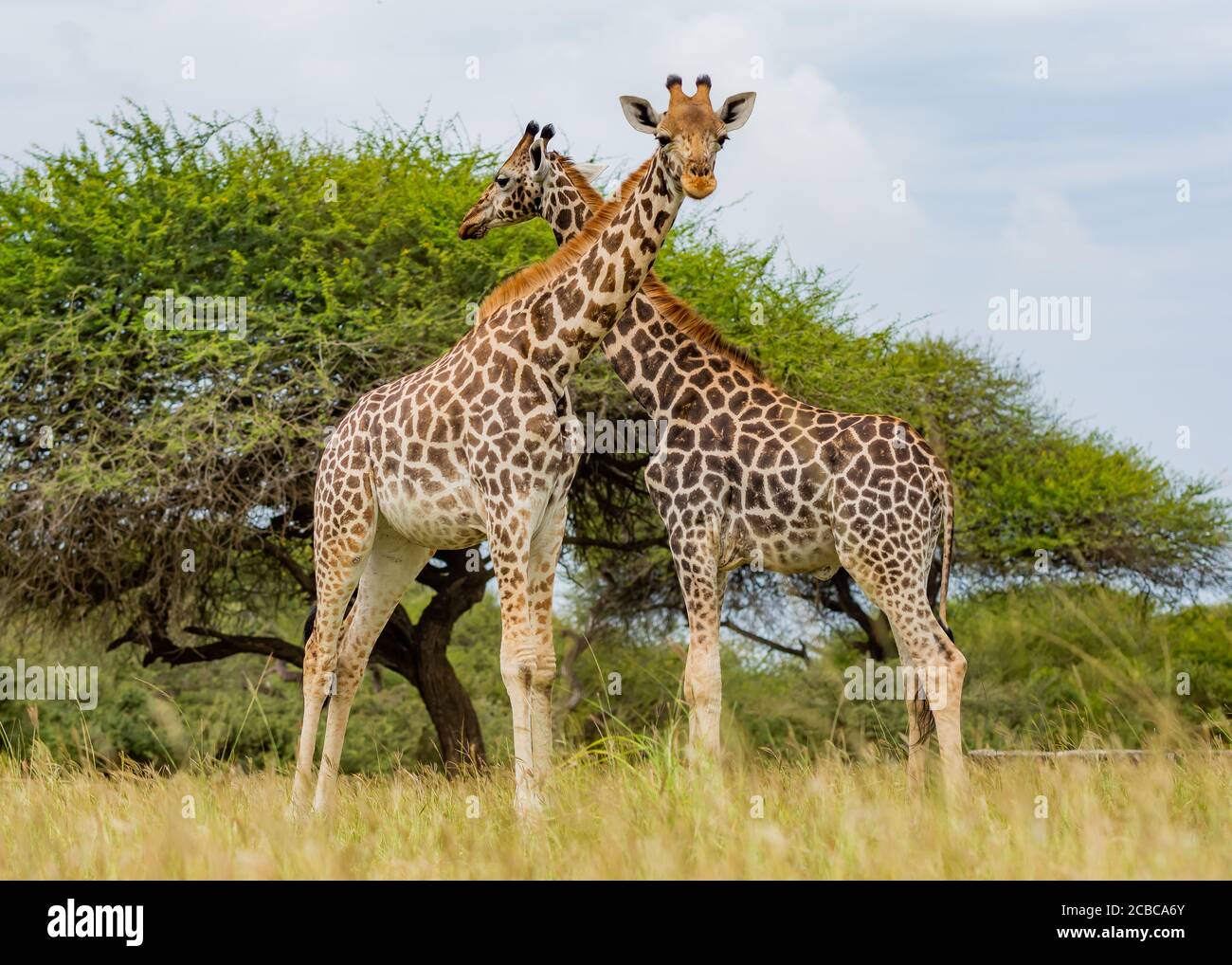 Afrikanische Giraffen in einem Kreuz auf dem Hals Stockfoto