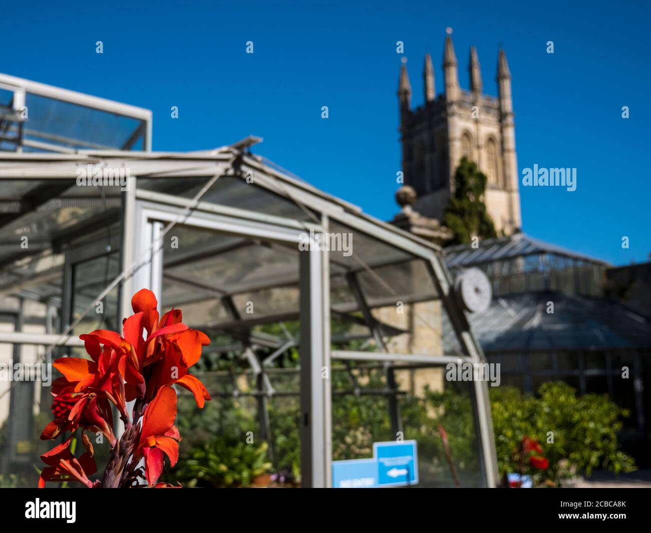 Gewächshaus, Rote Blume, Magdalene Tower, Oxford University Botanical Gardens, Oxford, Oxfordshire, England, Großbritannien, GB. Stockfoto