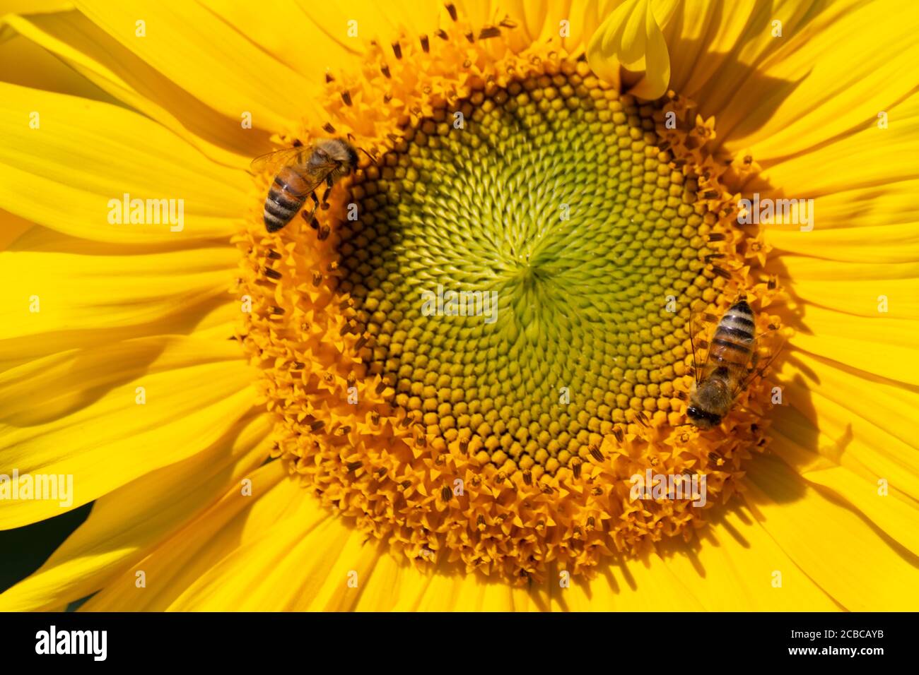 Nahaufnahme von zwei Bienen, die Nektar in einer Sonnenblume sammeln Stockfoto