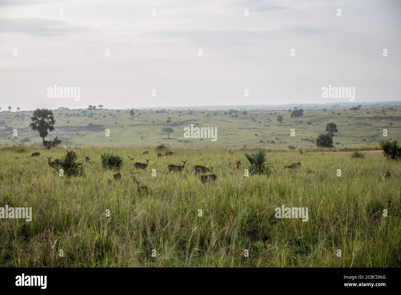 Ugandische Kobs sind an den Murchison Falls, Ugandas größtem Nationalpark, abgebildet. Seit Beginn der Pandemie hat die Wilderei in den Murchison Falls zugenommen, während Uganda in diesem Jahr voraussichtlich mehr als eine Milliarde Dollar im Tourismus verlieren wird. Stockfoto