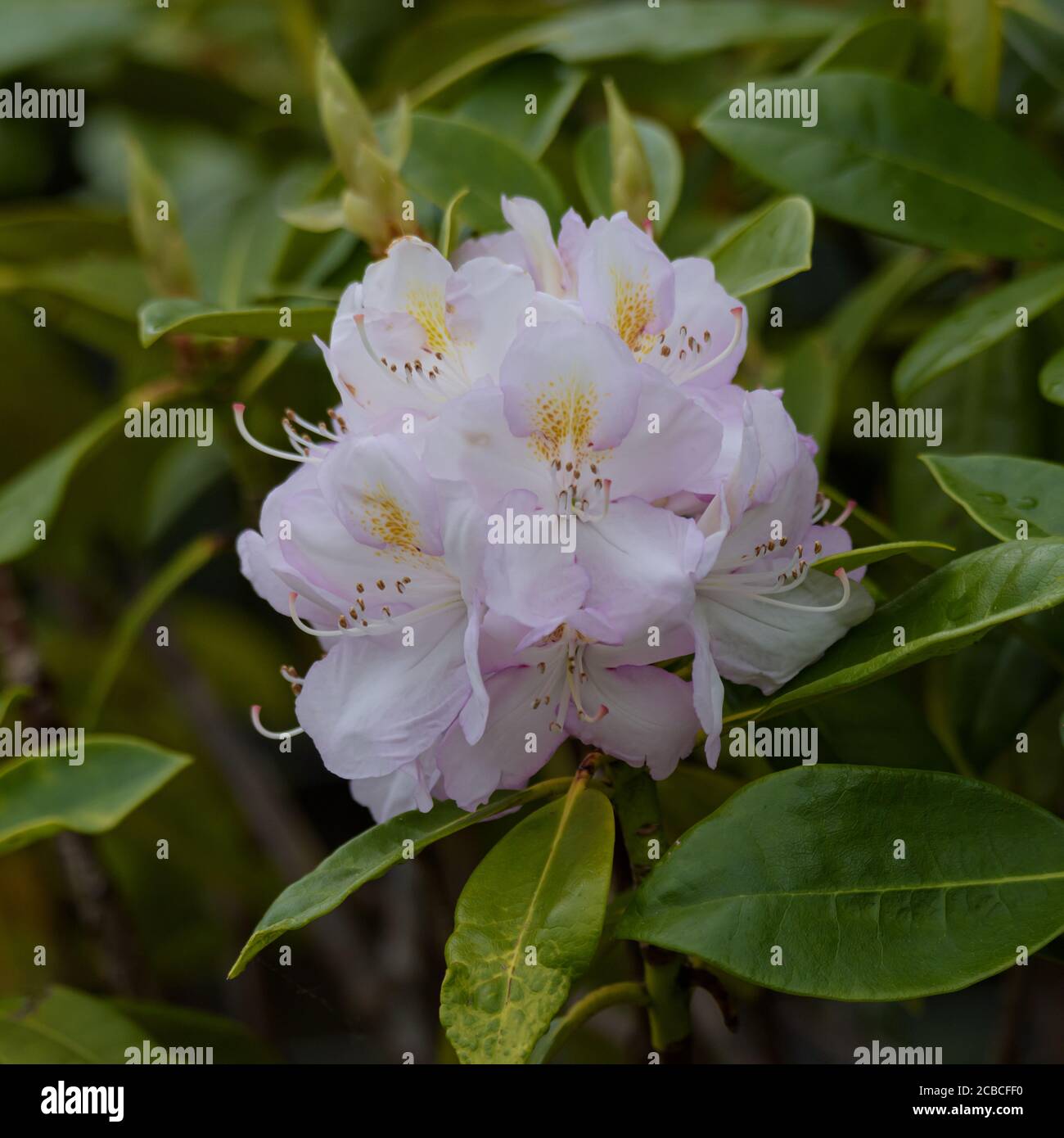 White purple rhododendron -Fotos und -Bildmaterial in hoher Auflsung -  Seite 2 - Alamy