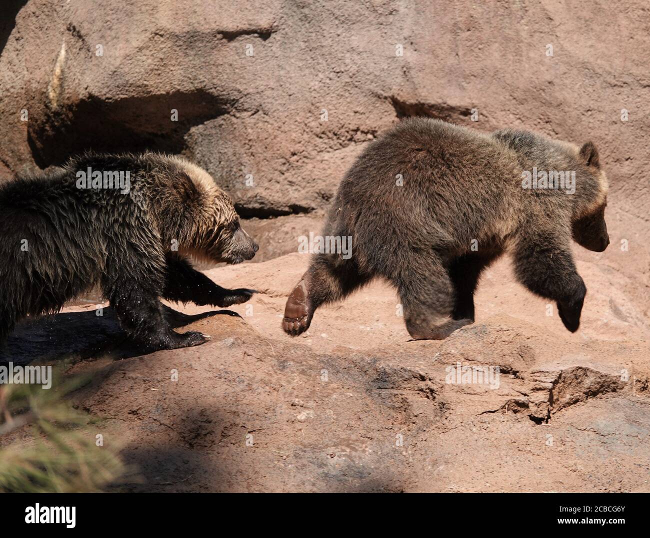 Babybärenjungen, die verwaist waren, spielen an einem schönen Sommertag in einer Wildtierrettungsanlage. Stockfoto