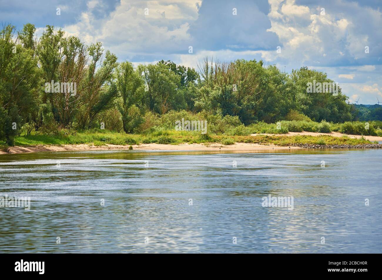 Ein Auenwald am Flussufer in den Auen der Elbe Stockfoto