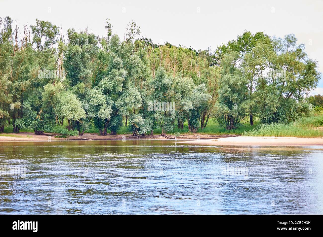 Ein Auenwald am Flussufer in den Auen der Elbe Stockfoto
