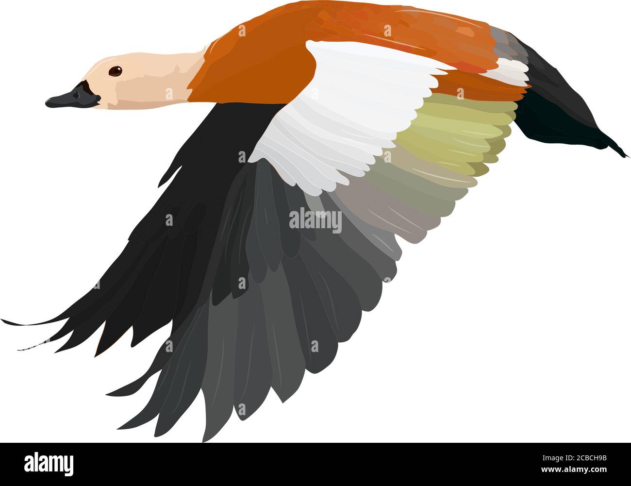 Fliegende Ente.Vektorbild. Vogel: Ruddy Shelduck. Tadorna ferruginea. Stock Vektor